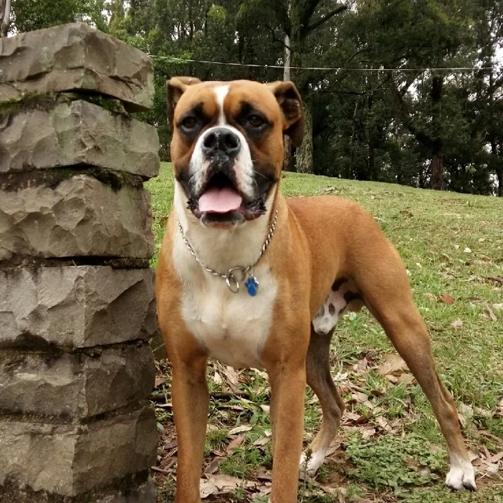 Cachorro Boxer - foto 2