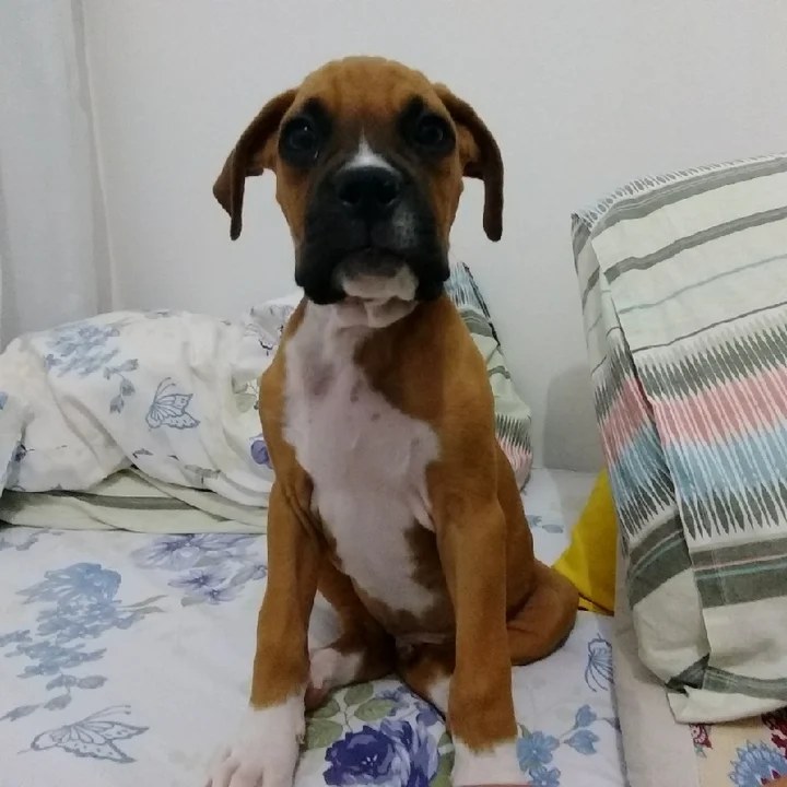 Cachorro Boxer - foto 3