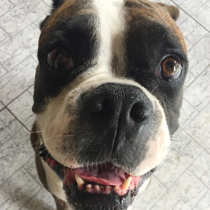 Cachorro Boxer - foto 4