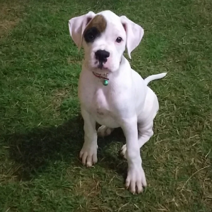 Cachorro Boxer - foto 5
