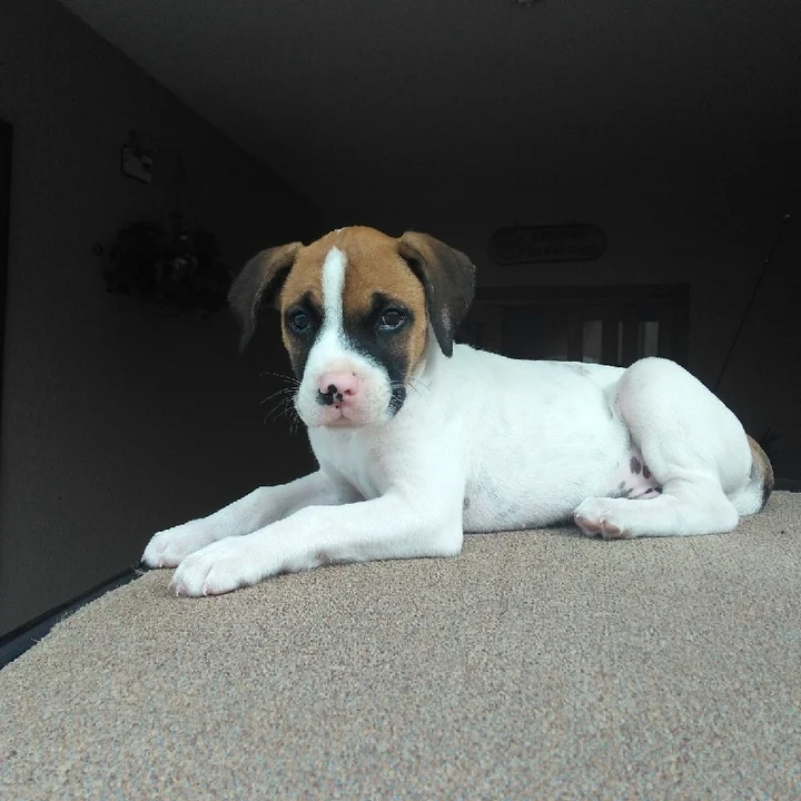 Cachorro Boxer - foto 6