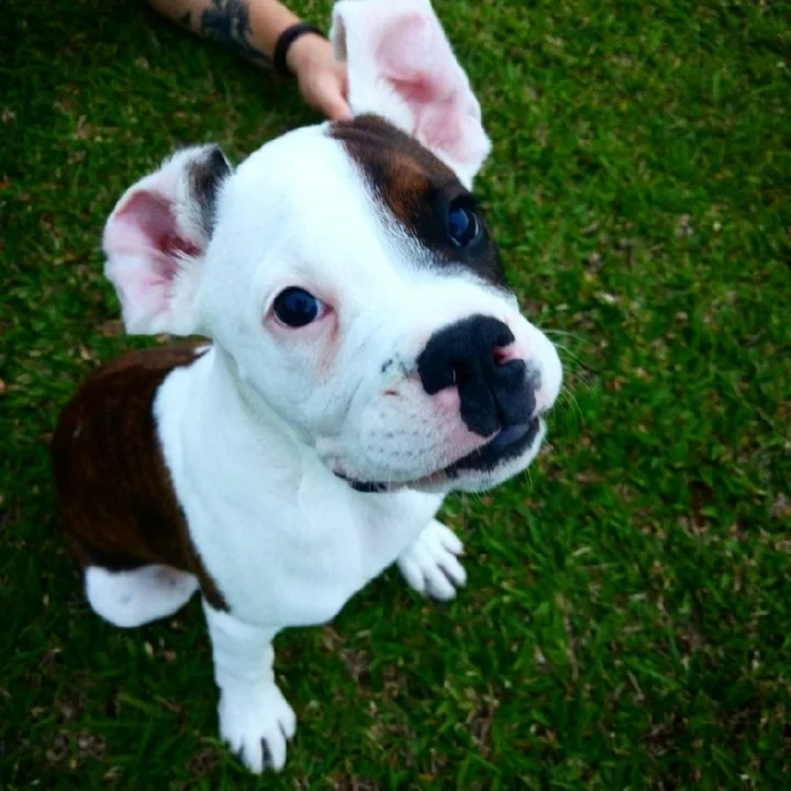 Cachorro Boxer - foto 7