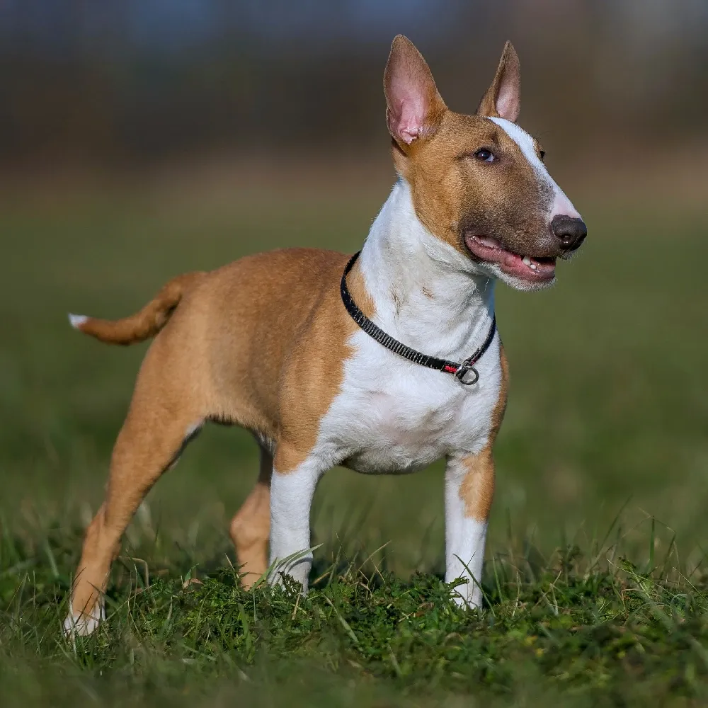 Bull Terrier - foto 1