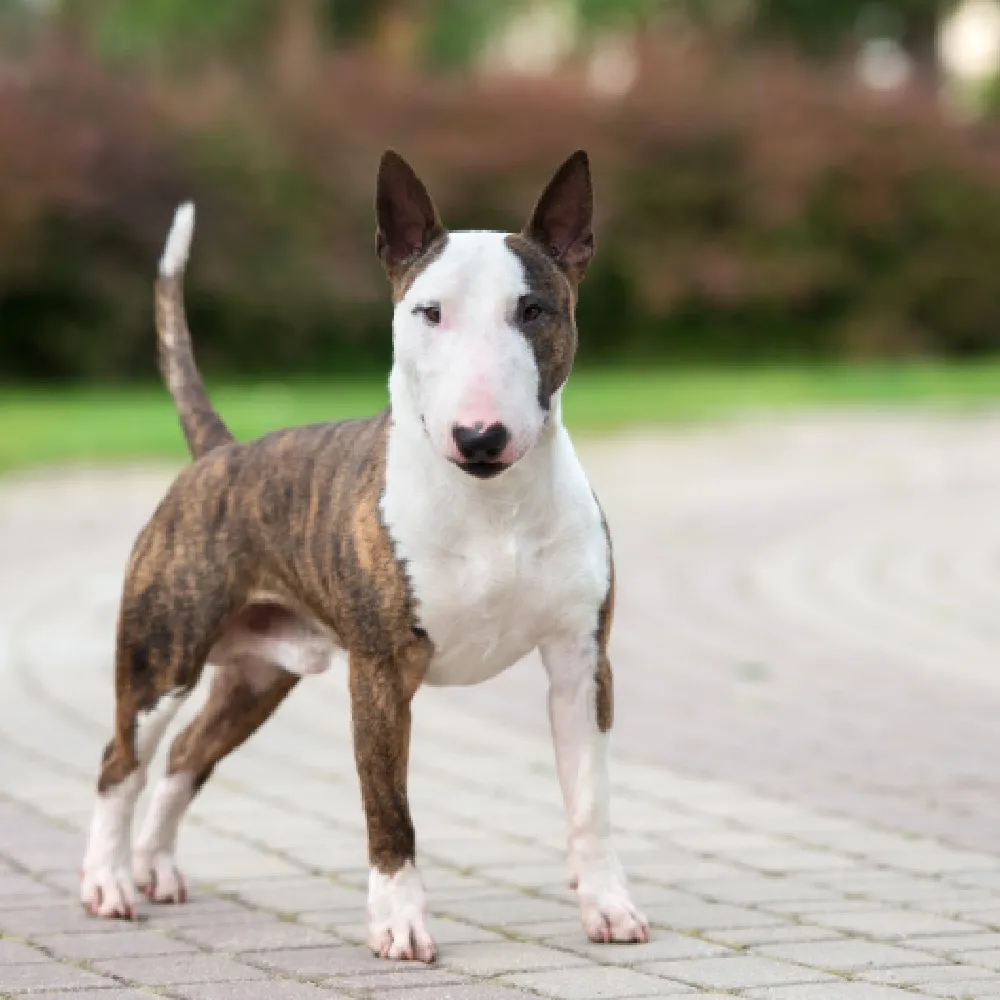 Bull Terrier - foto 2