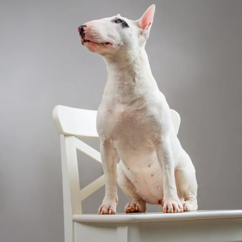Bull Terrier - foto 3