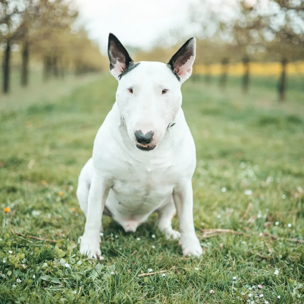 Bull Terrier - foto 4