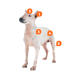 Bull Terrier - foto 5