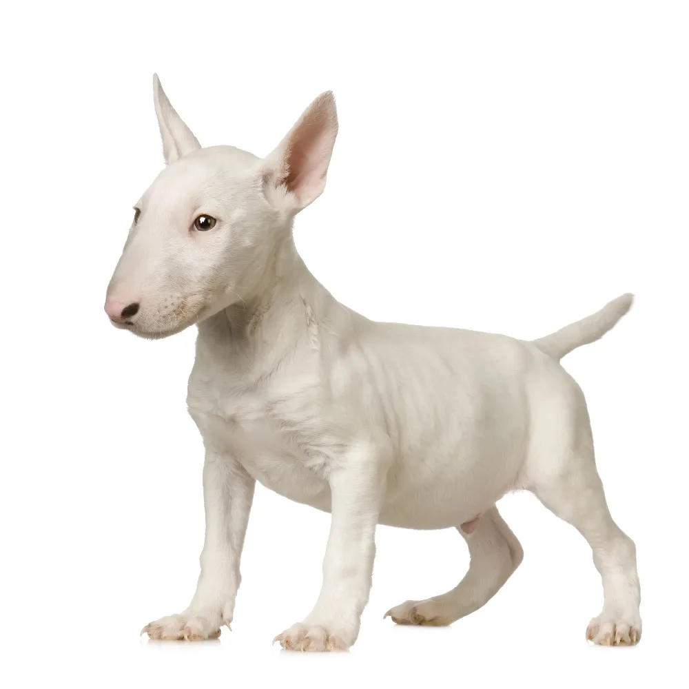 Bull Terrier - foto 6