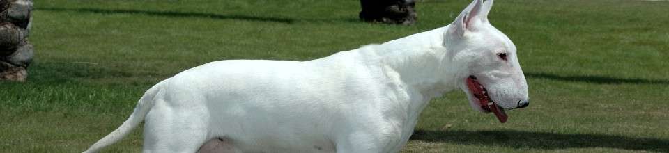 Bull Terrier Miniatura: o guia mais completo que você vai encontrar