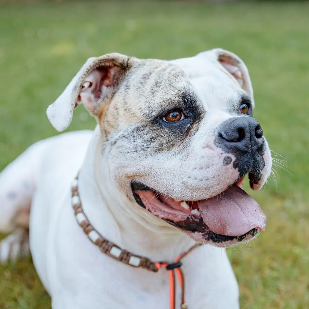 Bulldog Americano: o guia mais completo que você vai encontrar