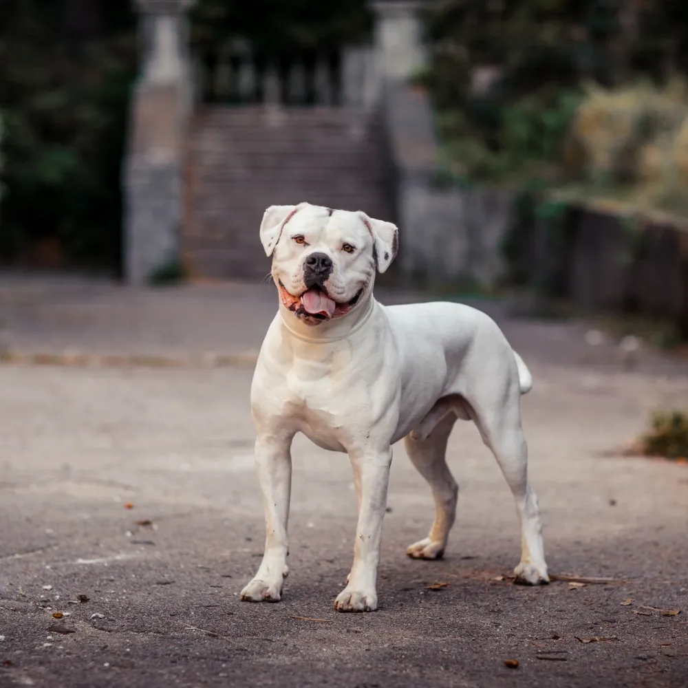 Bulldog Americano - foto 1
