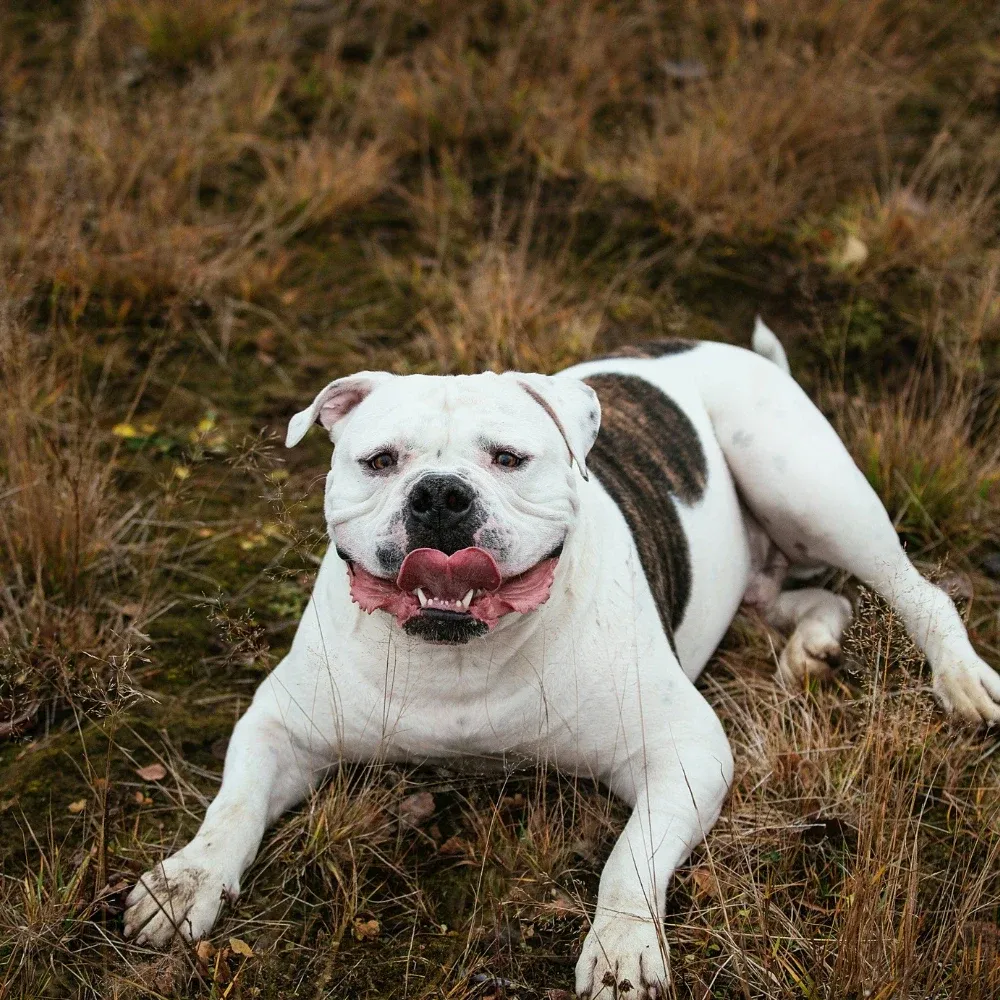 Bulldog Americano - foto 2