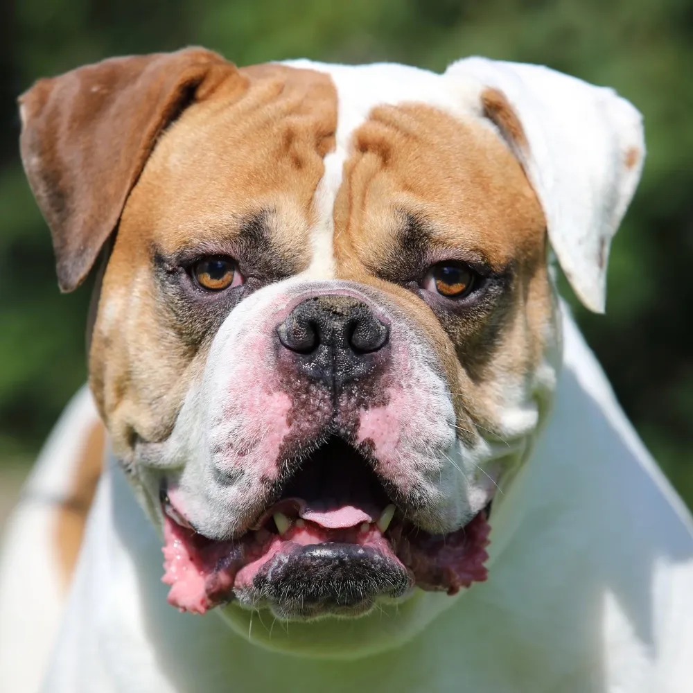 Bulldog Americano - foto 3