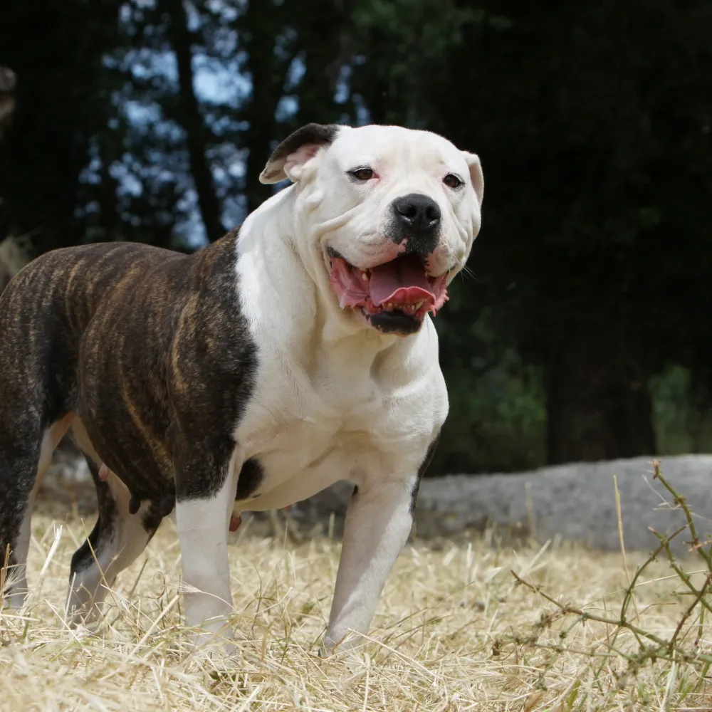 Bulldog Americano - foto 4