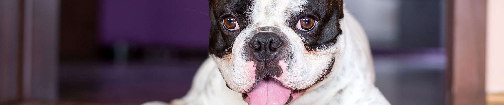 Bulldog Francês: o guia mais completo que você vai encontrar