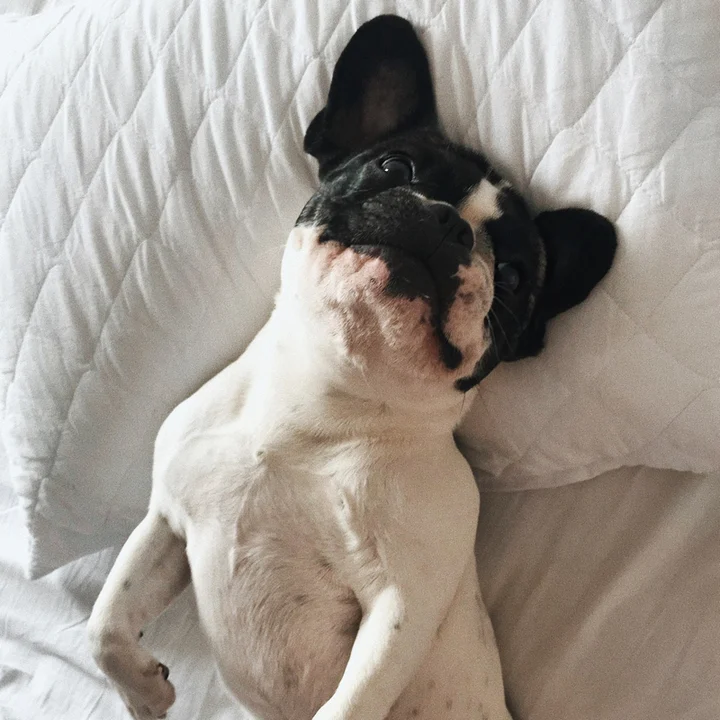 Bulldog Francês - foto 1