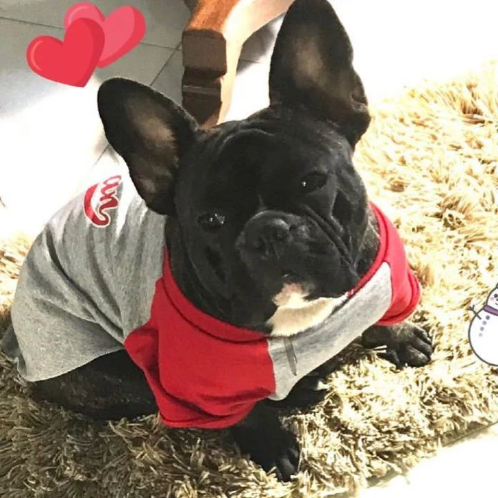 Bulldog Francês - foto 2