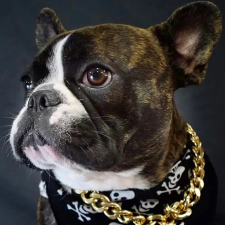 Bulldog Francês - foto 3