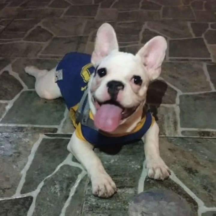 Bulldog Francês - foto 4