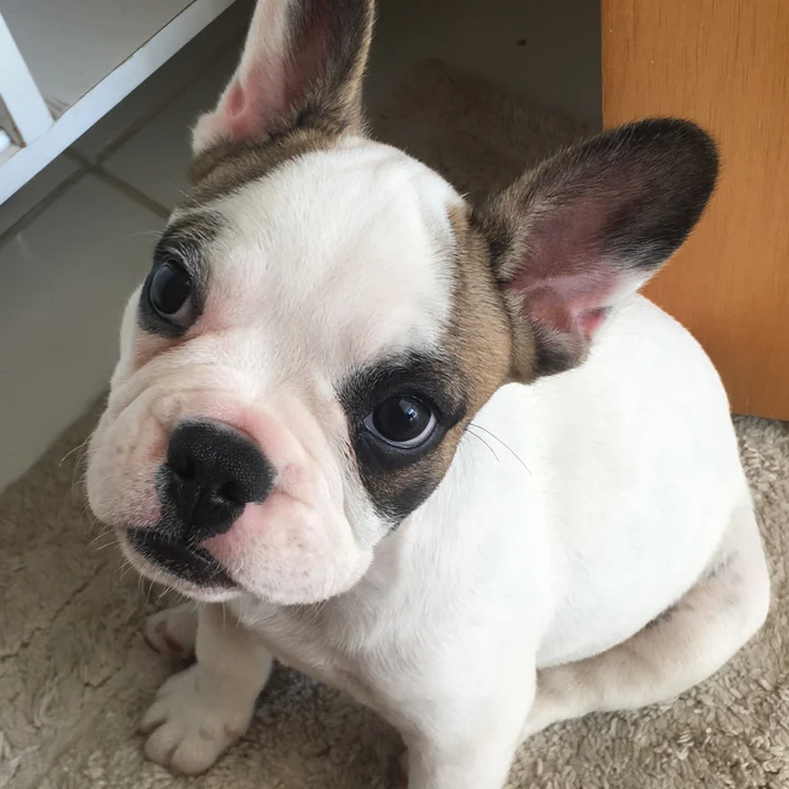 Bulldog Francês - foto 5