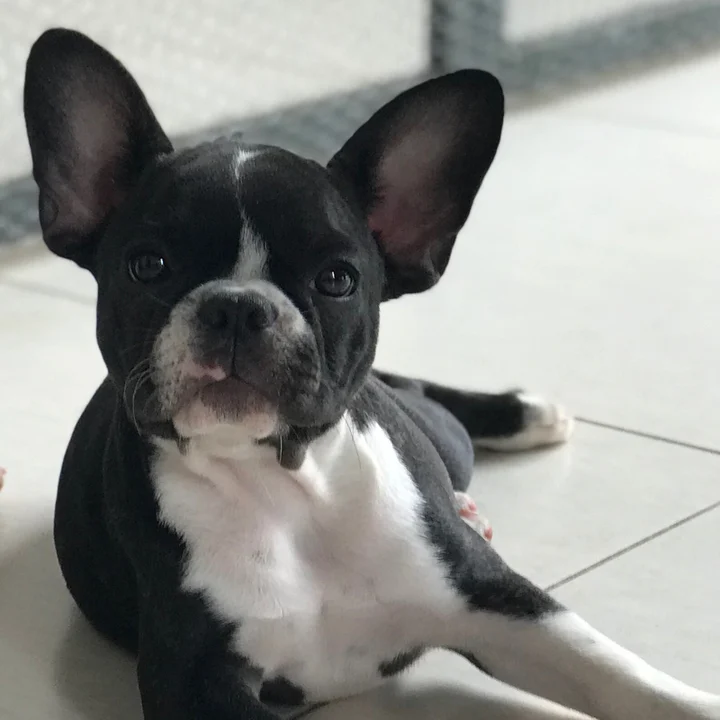 Bulldog Francês - foto 6