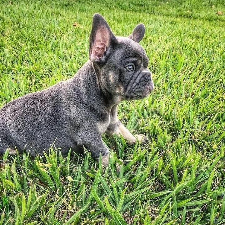 Bulldog Francês - foto 7