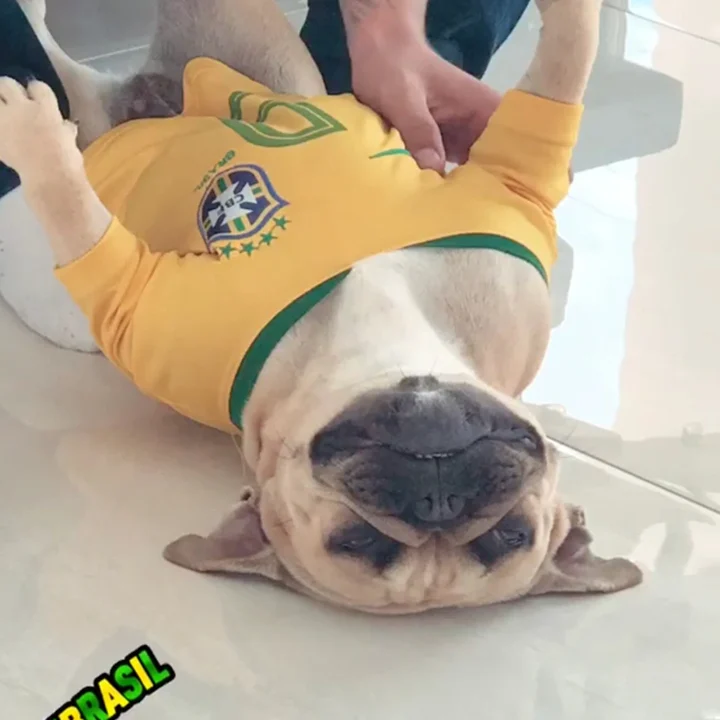 Bulldog Francês - foto 8