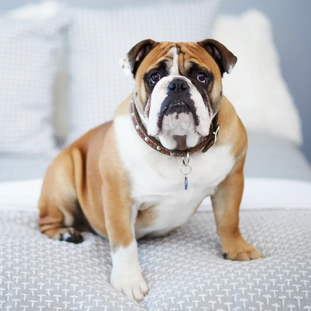 Bulldog Inglês: o guia mais completo que você vai encontrar