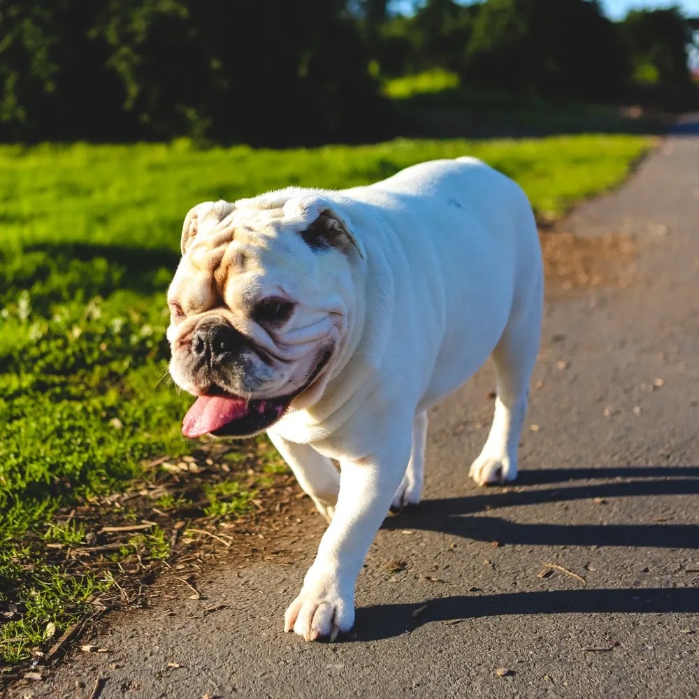 Bulldog Inglês - foto 1