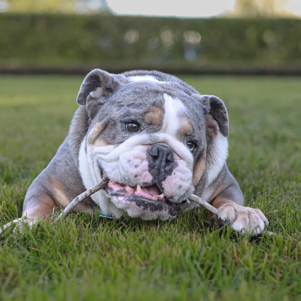 Bulldog Inglês - foto 2