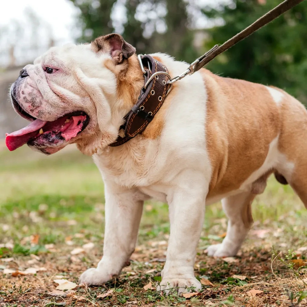 Bulldog Inglês - foto 3