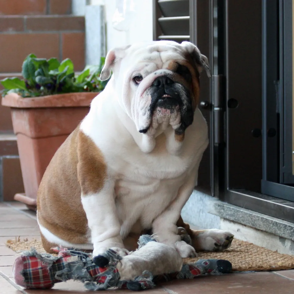 Bulldog Inglês - foto 4