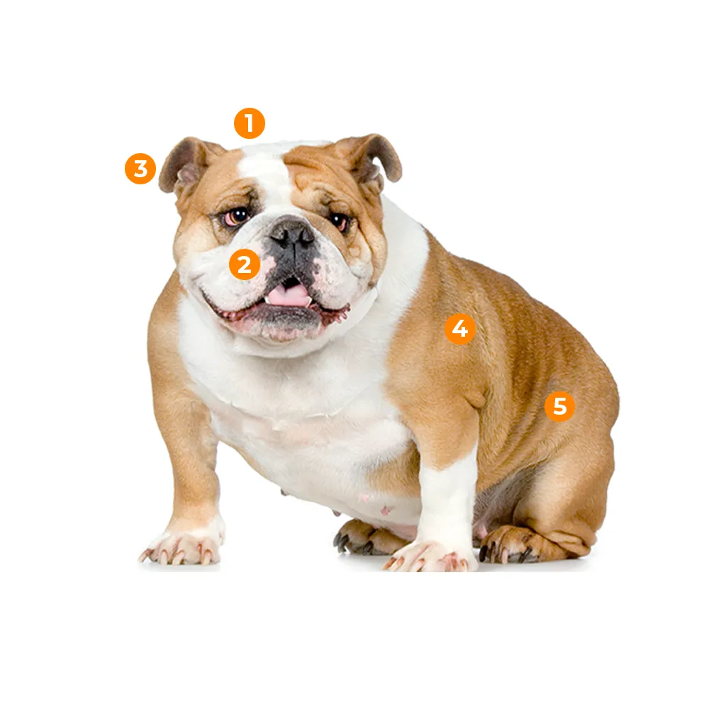 Bulldog Inglês - foto 5