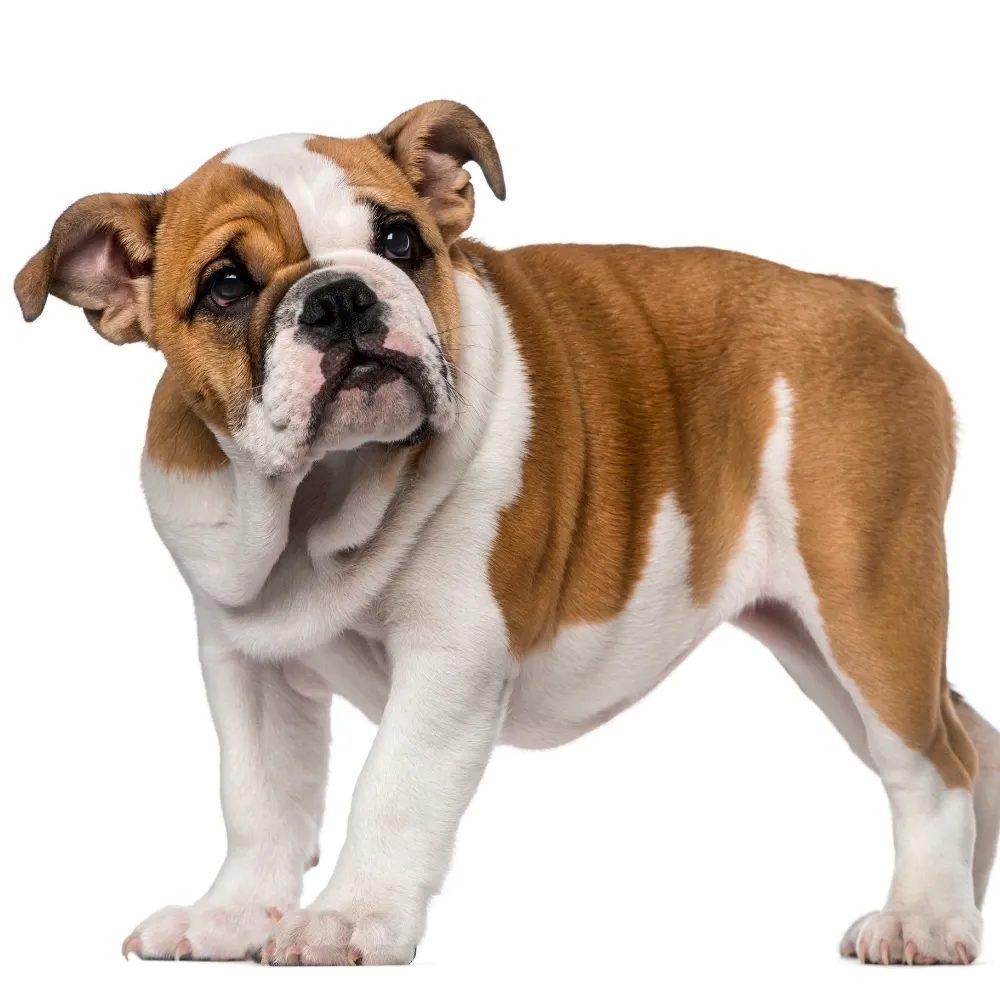Bulldog Inglês - foto 6