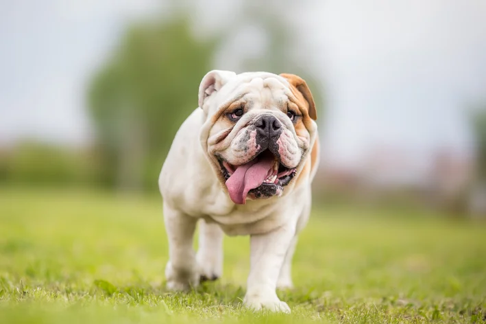 Bulldog Inglês - foto 7