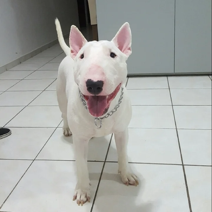 Bull Terrier - foto 1