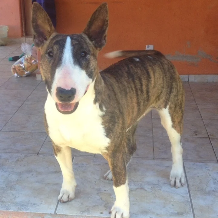 Bull Terrier - foto 2