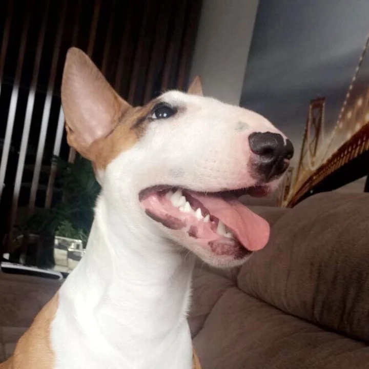 Bull Terrier - foto 3