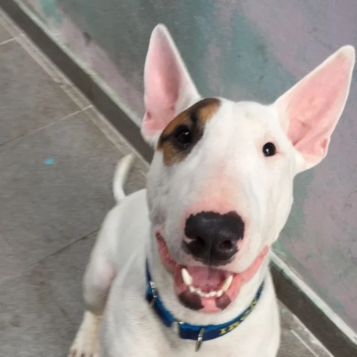 Bull Terrier - foto 4