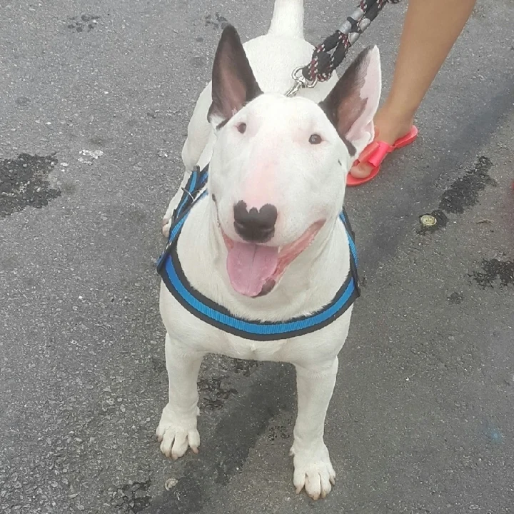 Bull Terrier - foto 5