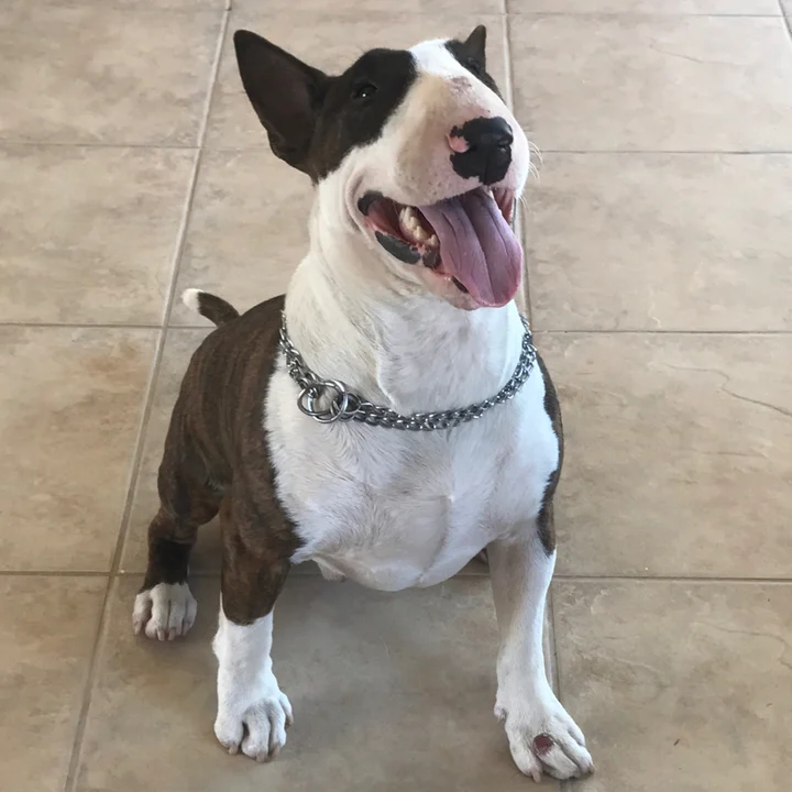 Bull Terrier - foto 6