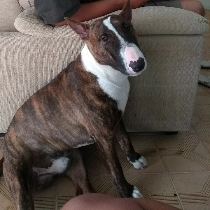 Bull Terrier - foto 7