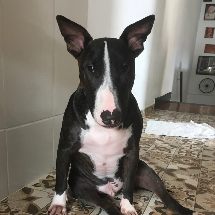 Bull Terrier - foto 8