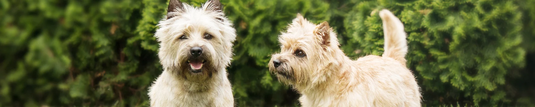 Cairn Terrier: o cãozinho que é pura energia e personalidade