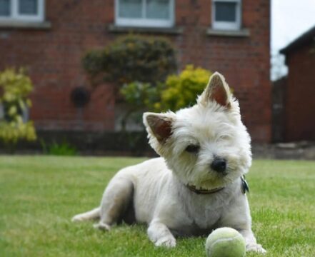 Cairn Terrier - foto 1