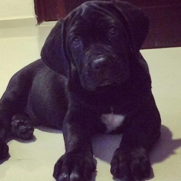 Cane Corso - foto 1