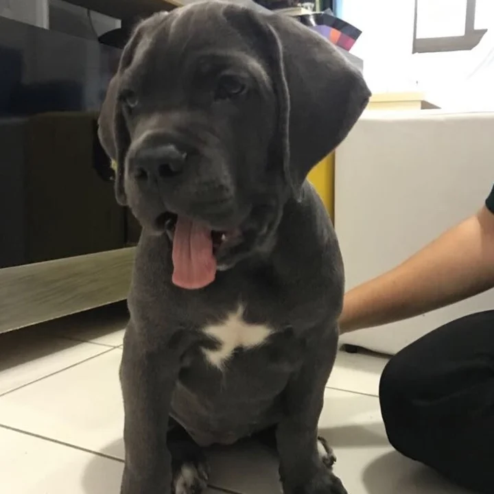 Cane Corso - foto 2