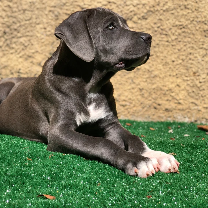 Cane Corso - foto 3