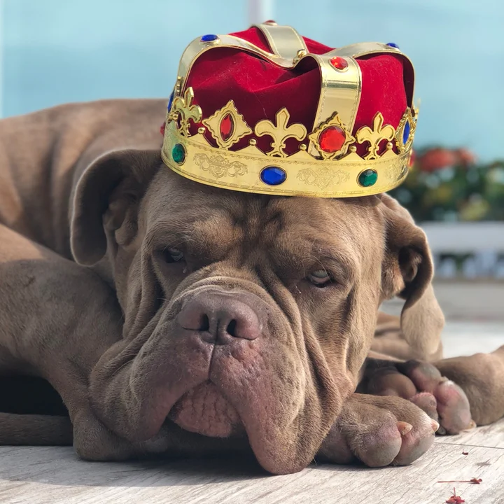 Cane Corso - foto 4