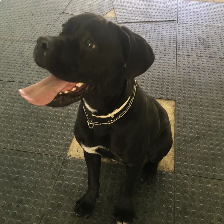 Cane Corso - foto 5